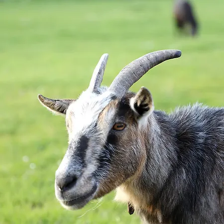 Achtern Diek - Bauernhof 